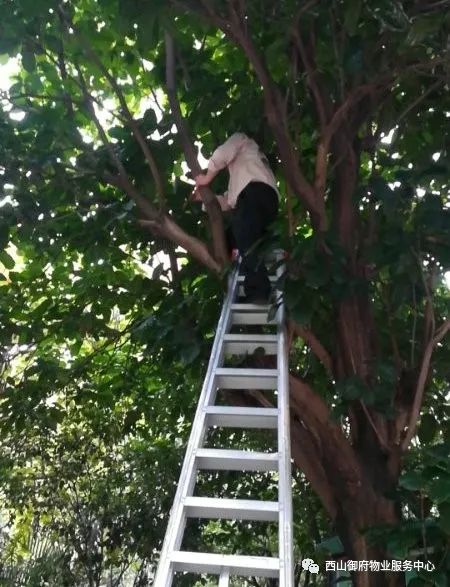 西山御府物业服务中心工作简报