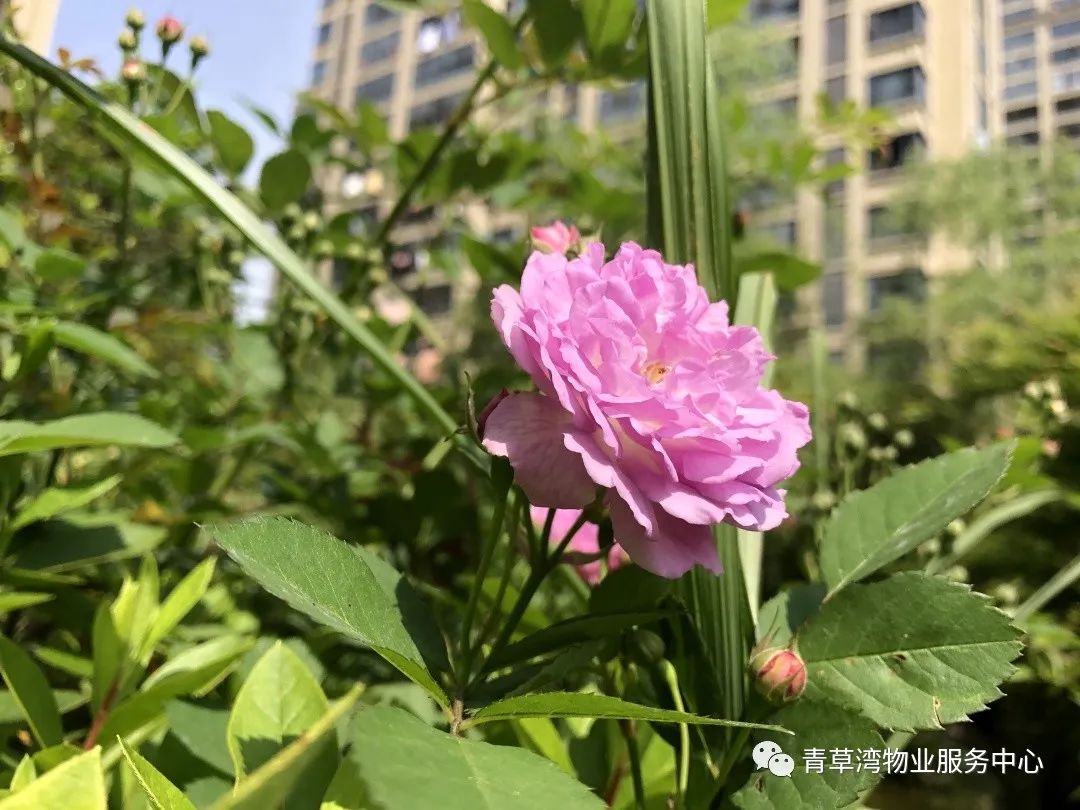 青草湾物业服务中心工作简报（2020年4月）